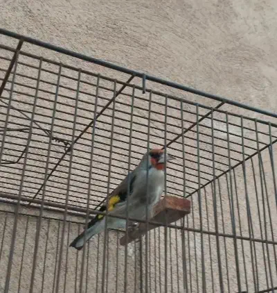 سلام سهره دورگ کوتاه بلند خون جفتی قناری به شرط|پرنده|قرچک, شهرک طلائیه|دیوار