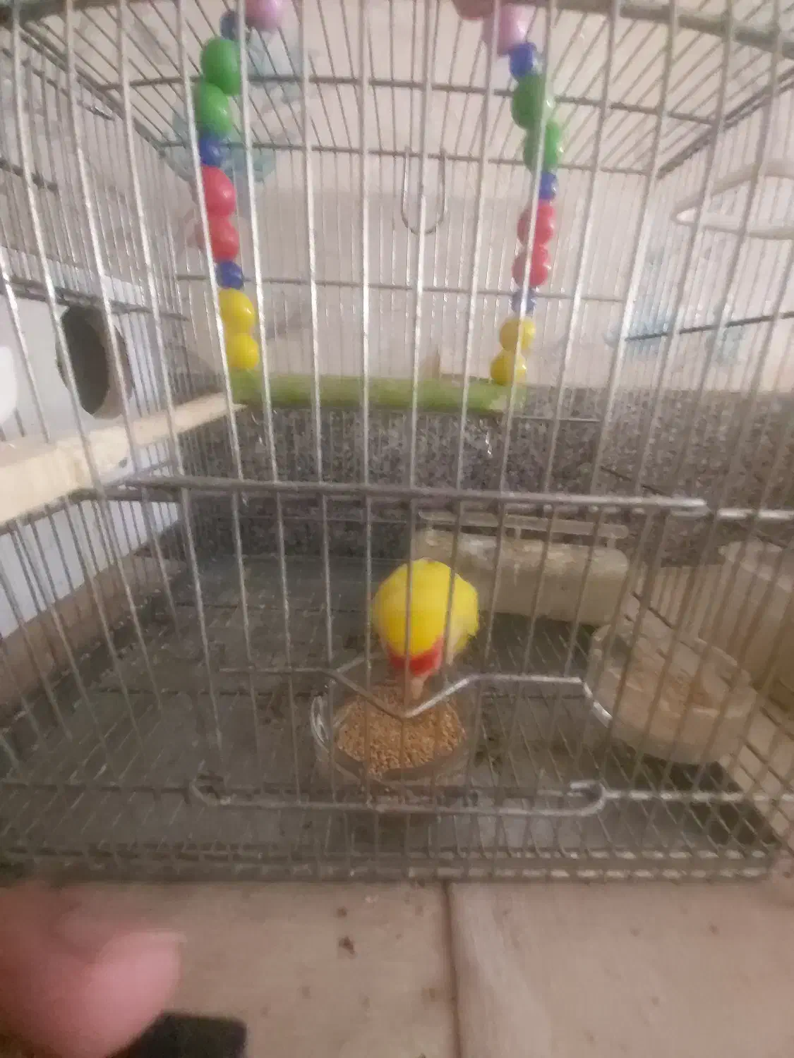 کوتوله برزیلی|پرنده|قم, زنبیل آباد|دیوار