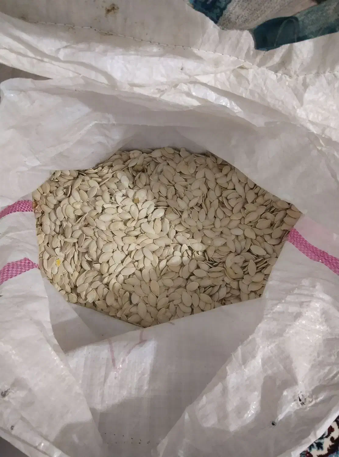 کدوگوشتی|خوردنی و آشامیدنی|باوله, |دیوار