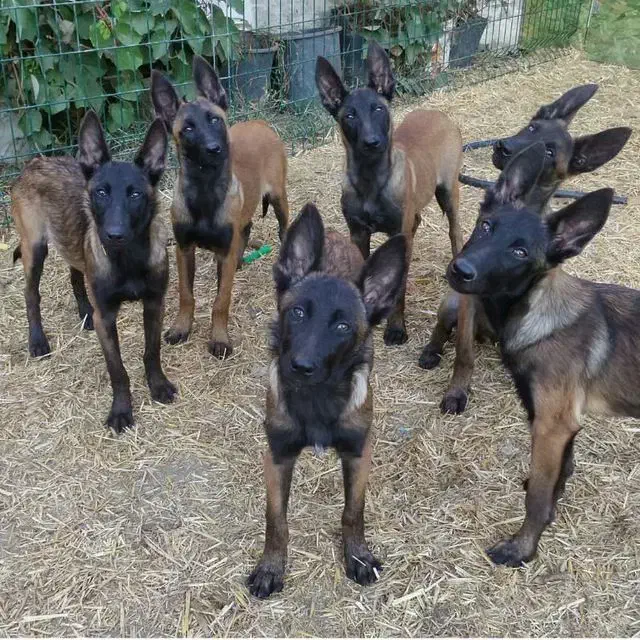 بلژین مالینویز Belgian malinois|سگ|تهران, زعفرانیه|دیوار