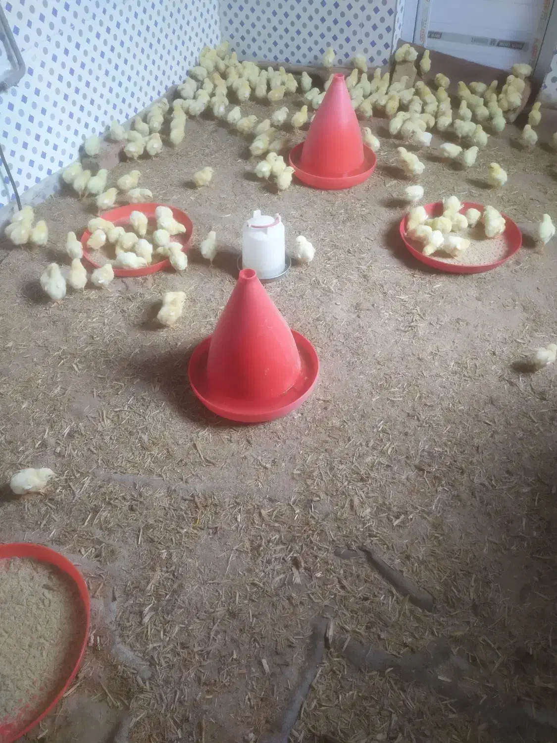 جوجه|حیوانات مزرعه|صفادشت, |دیوار