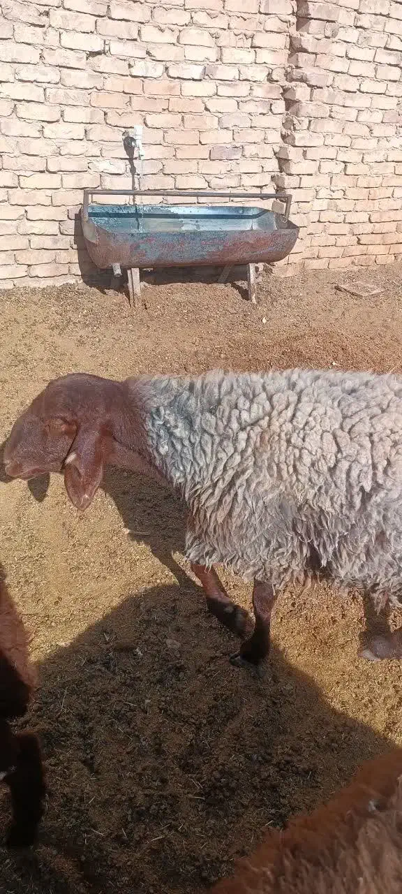 میش هترو|حیوانات مزرعه|مه ولات, |دیوار