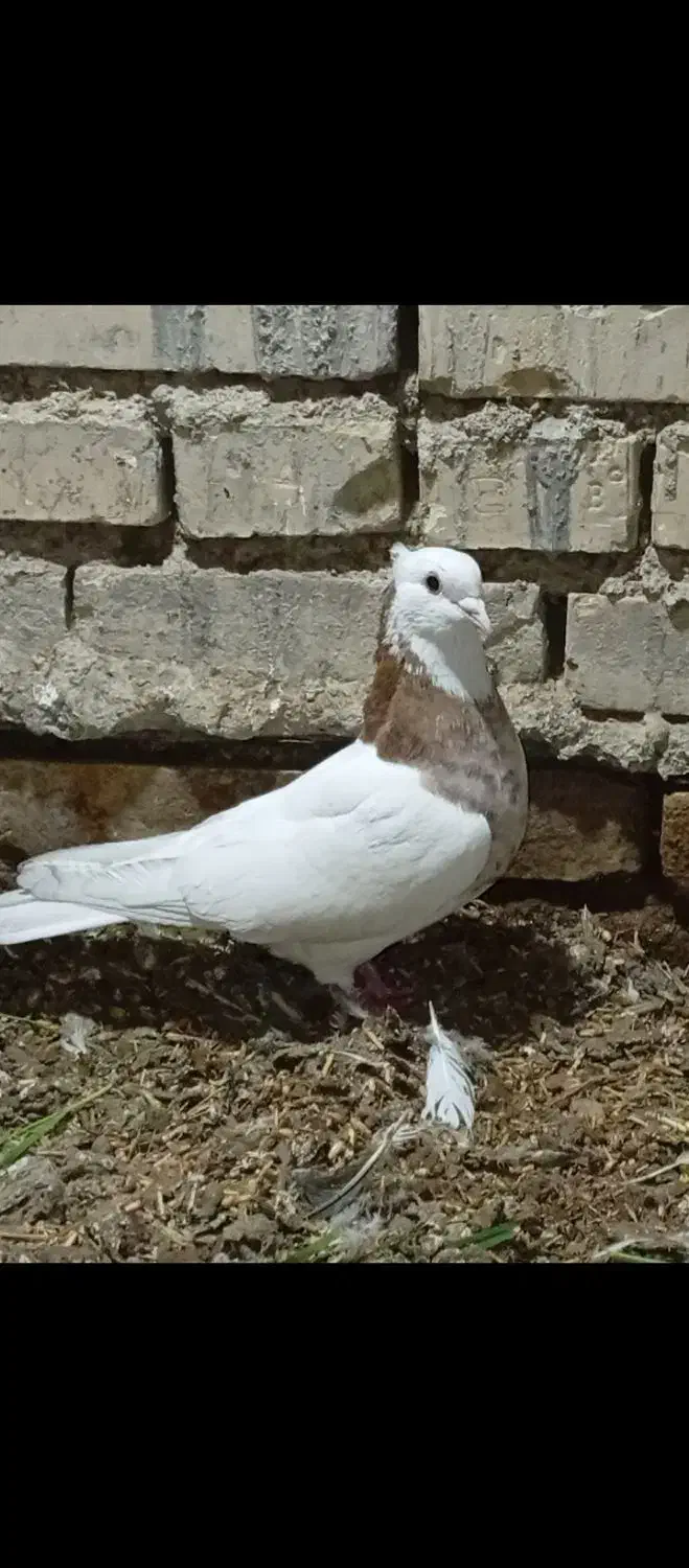 کبوتر رنگی|پرنده|حمیدیه, |دیوار