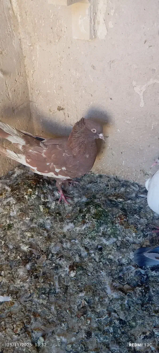 فروش تعدادکبوتر|پرنده|فسا, |دیوار