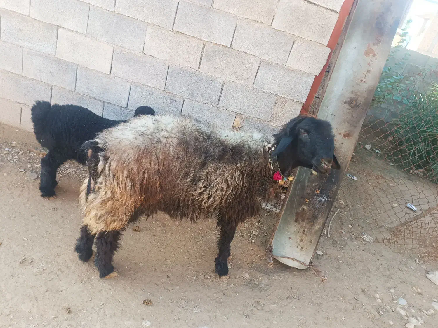 بره تخمی|حیوانات مزرعه|گتوند, |دیوار