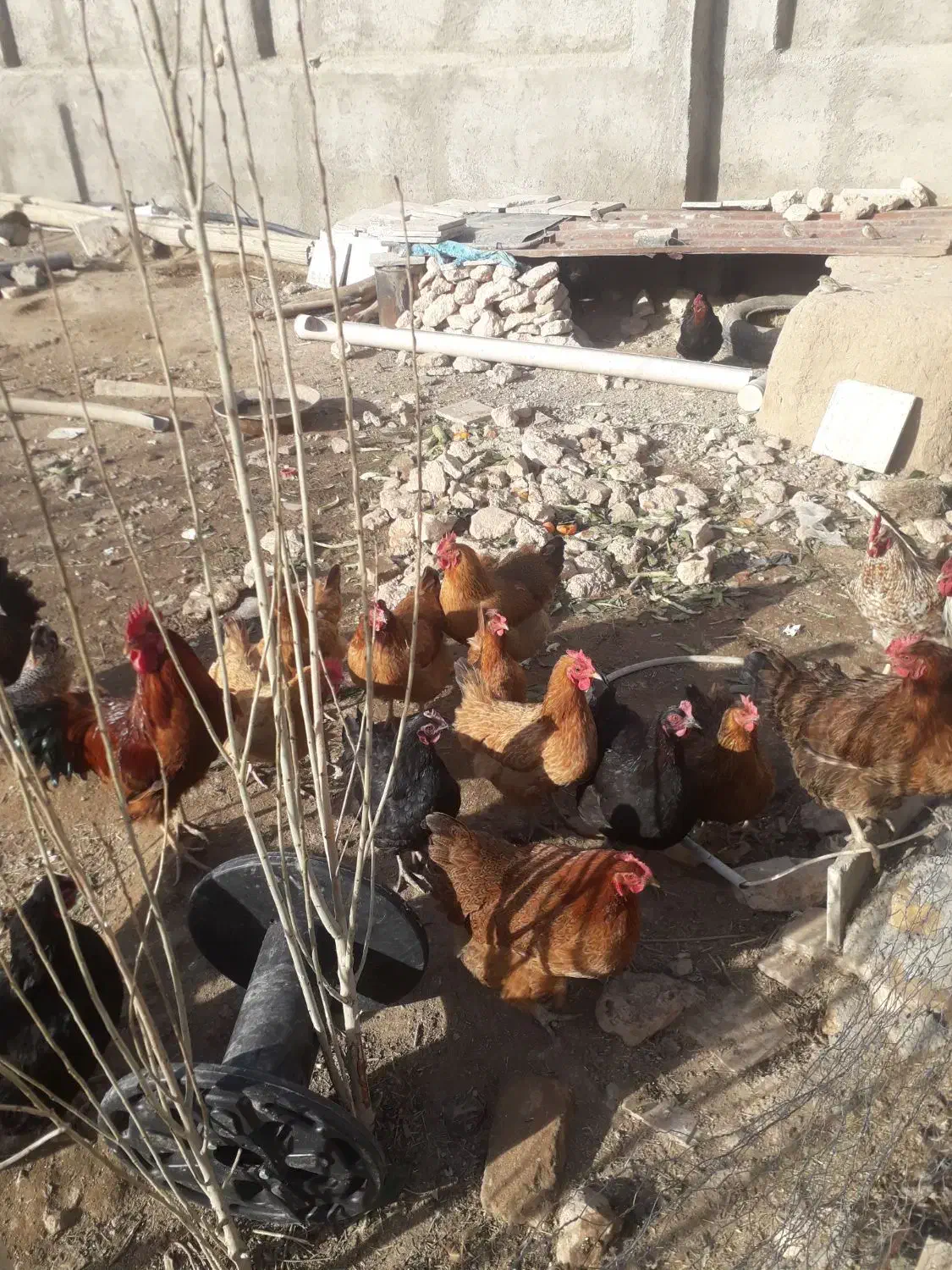 مرغ تخمگذار جوان وسرحال|حیوانات مزرعه|دهگلان, |دیوار