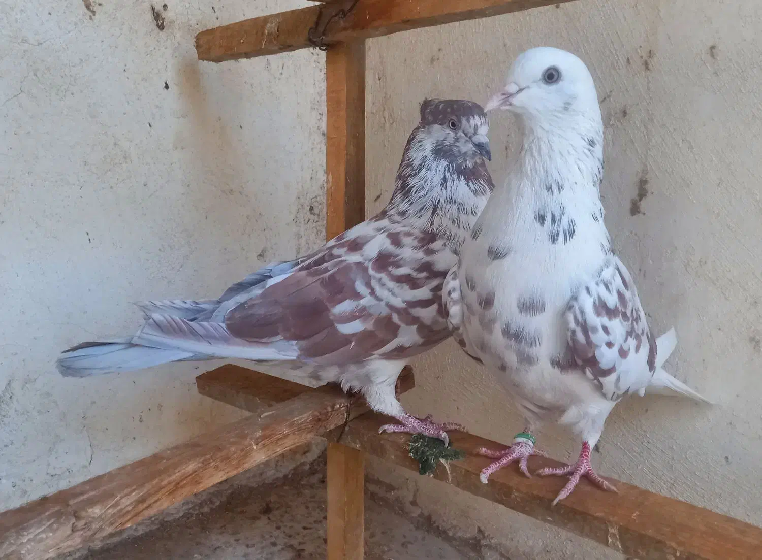 کبوتر پرشی|پرنده|اصفهان, باغ فدک|دیوار