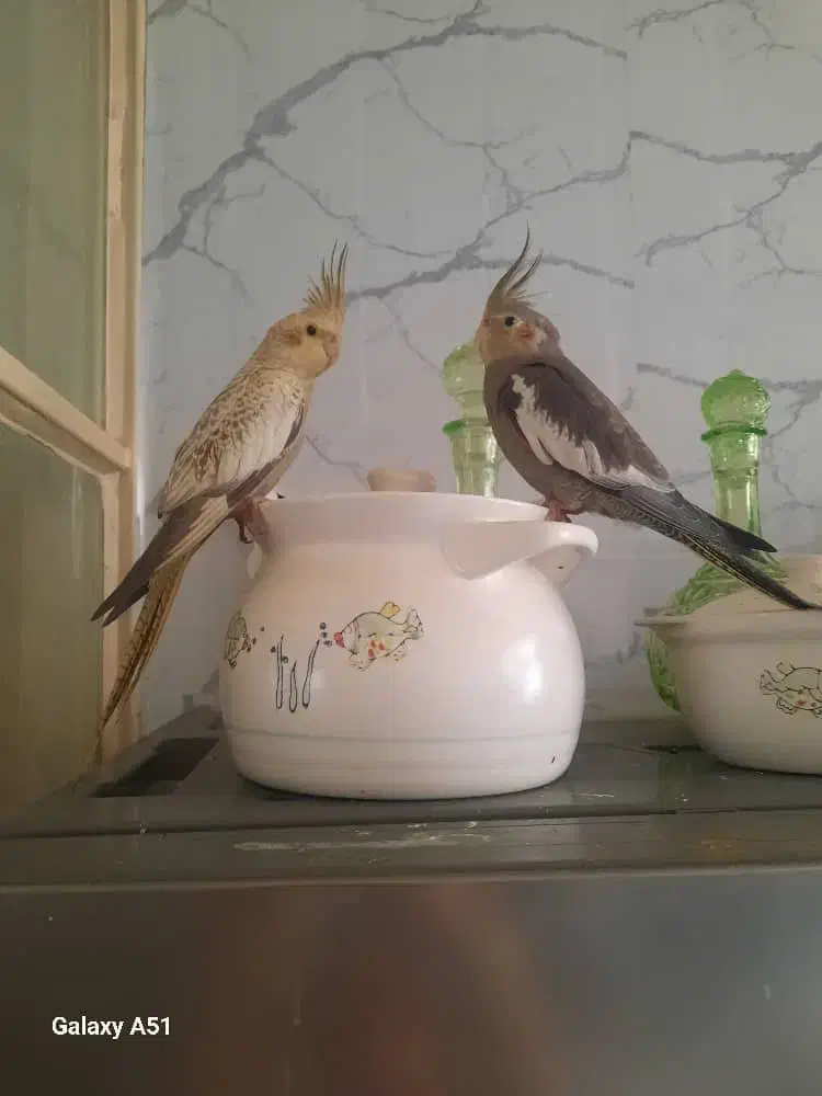 عروس هلندی|پرنده|تهران, شهید اسدی|دیوار