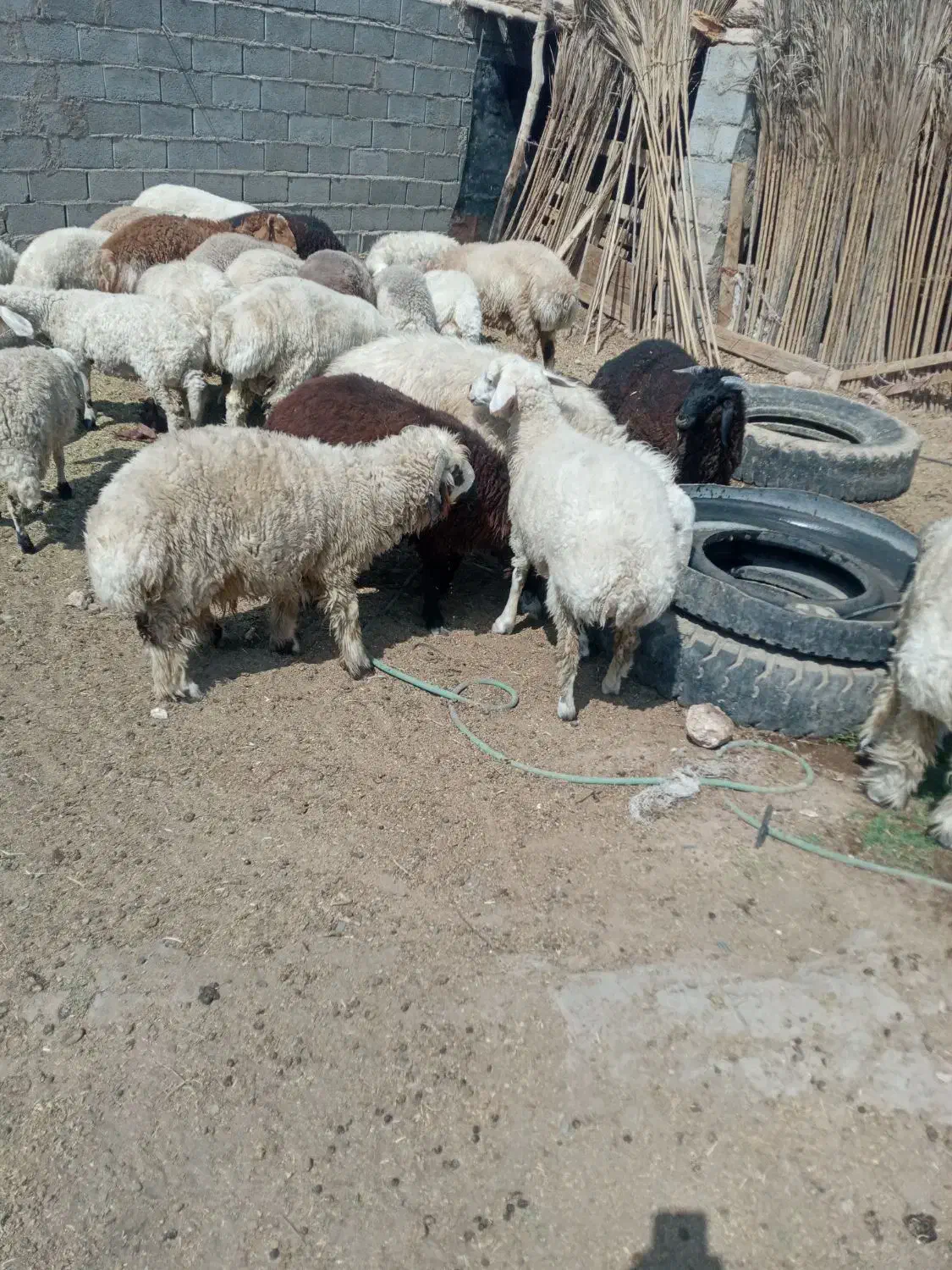 کهره بره درحضور شما کشتار میشود گوشت کیلوی ۷۵۰ت|حیوانات مزرعه|سیرجان, |دیوار
