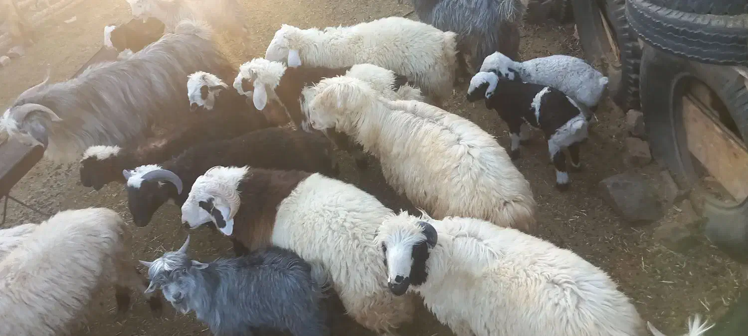 بره کهره دبر چبش|حیوانات مزرعه|پاسارگاد, |دیوار