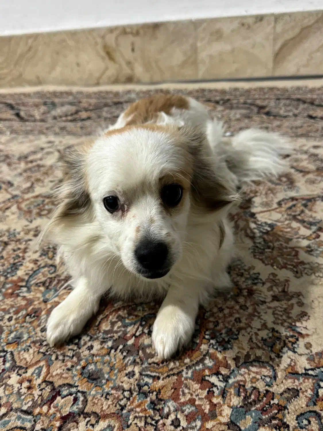 واگذاری سگ خونگی|سگ|بجنورد, |دیوار