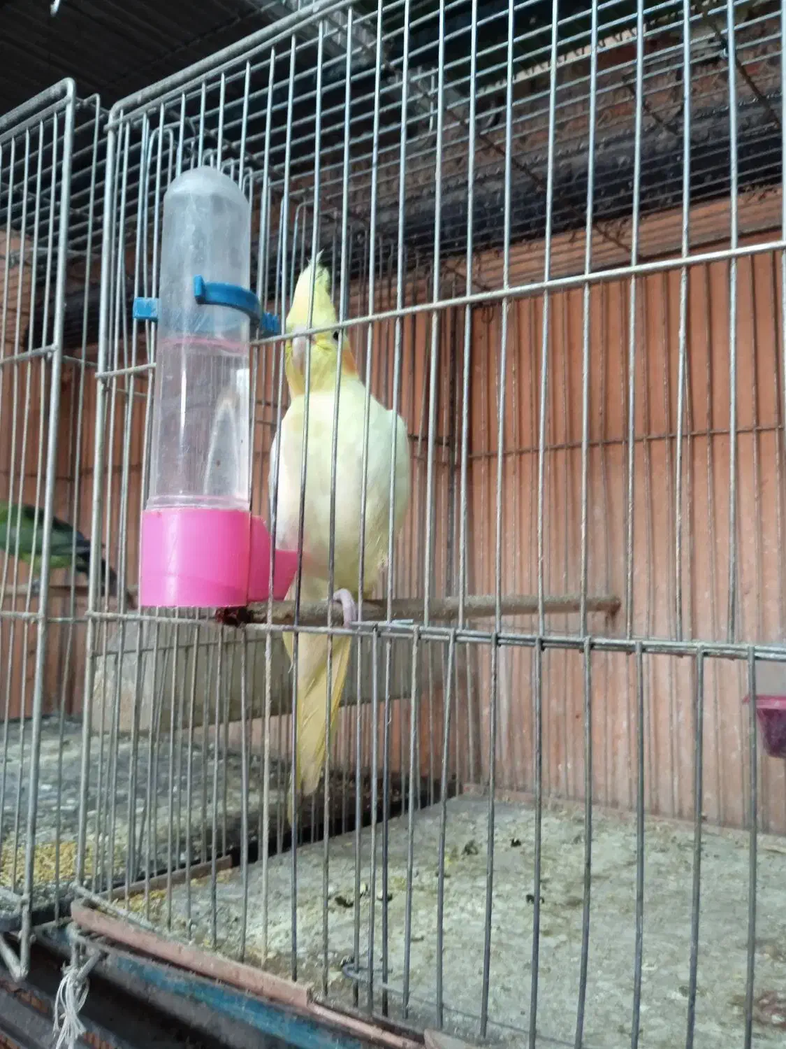 بورس«عروس‌هلندی‌کوتوله‌مرغ‌عشق‌مرغ‌وخروس‌‌|پرنده|شهرکرد, |دیوار