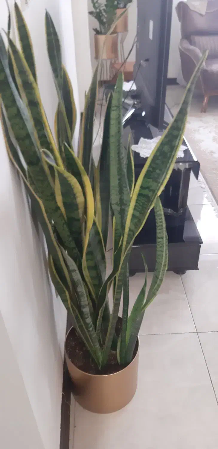 سانسوریا ابلق|گل و گیاه طبیعی|شیراز, صنایع الکترونیک|دیوار