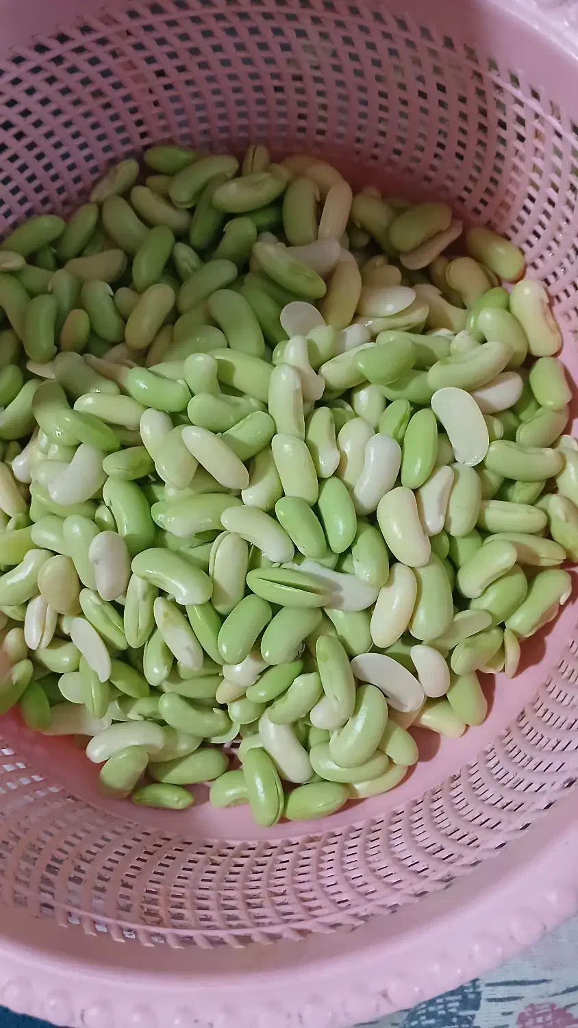 پاچ باقالا تازه آماده پوست کنده|خوردنی و آشامیدنی|رشت, پل تالشان|دیوار