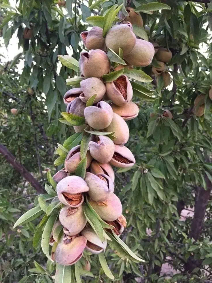 نهال بادام زودبازده و پربار|خدمات باغبانی و درختکاری|کوهدشت, |دیوار