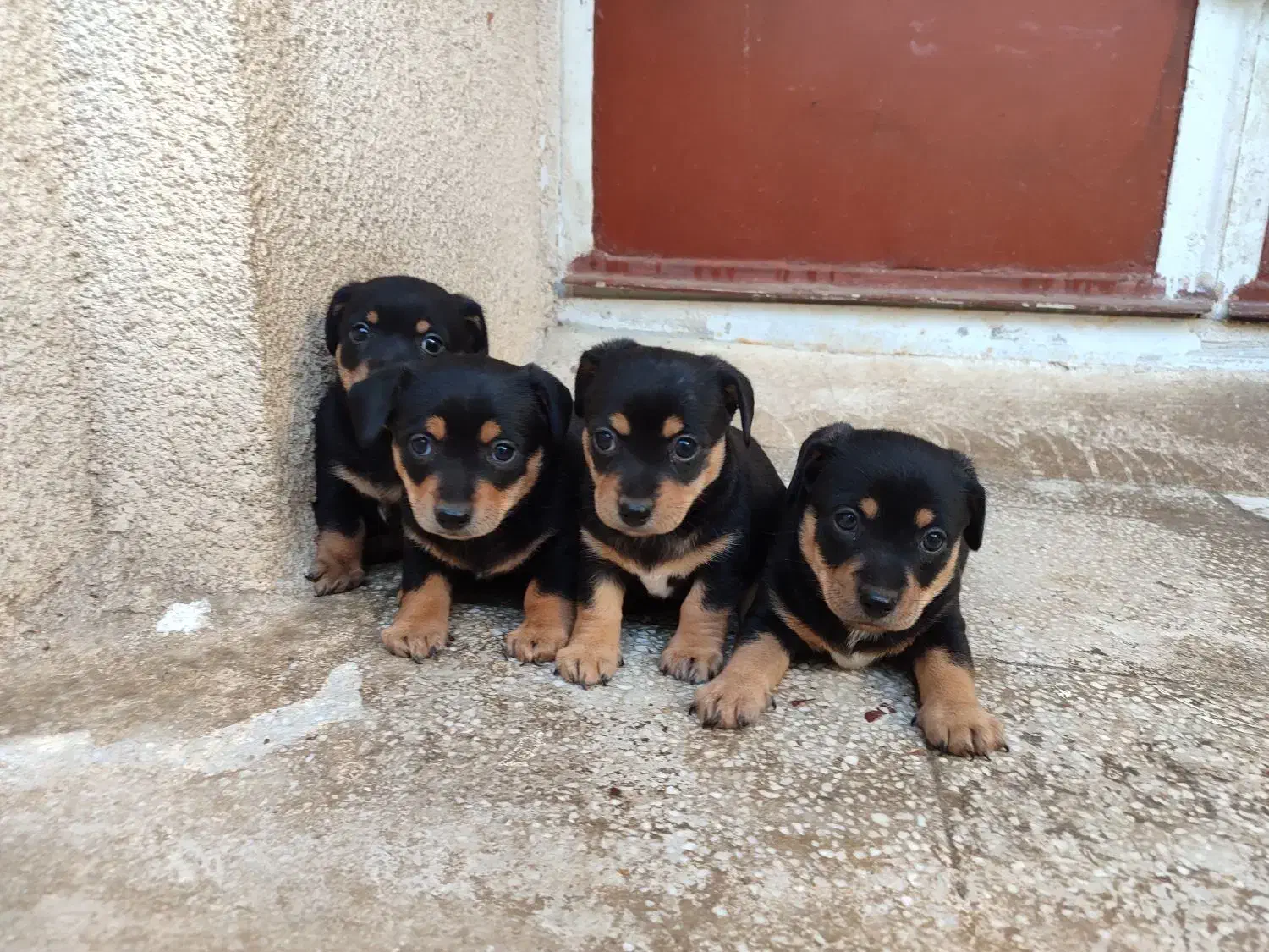 سگ پینچر دوبرمن مینیاتوری|سگ|کرمانشاه, |دیوار