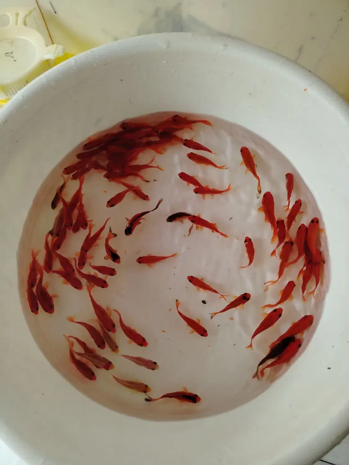 ماهی قرمز|ماهی|قم, شاه ابراهیم|دیوار