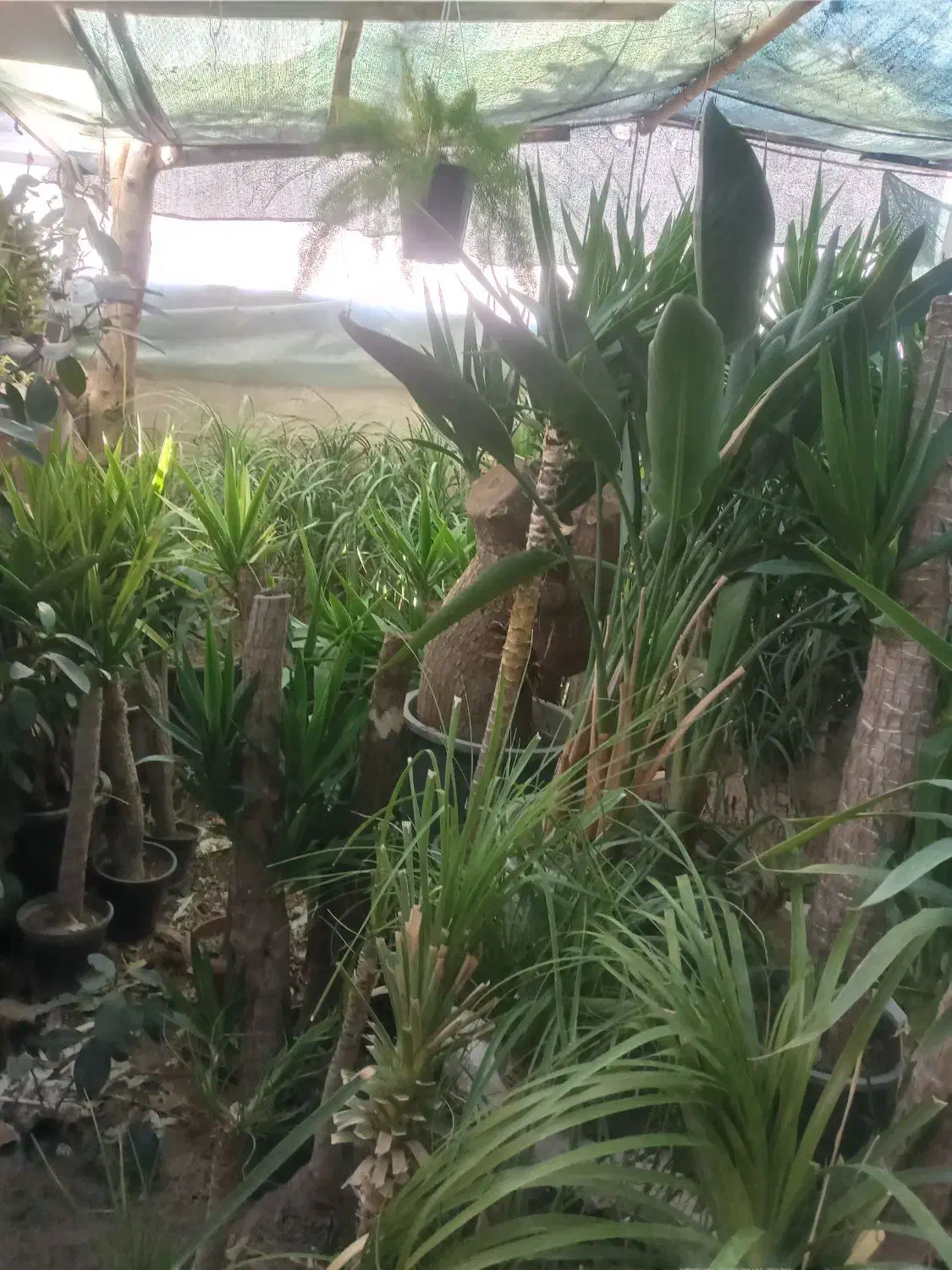 گل از همه مدل|گل و گیاه طبیعی|کرج, حصار|دیوار