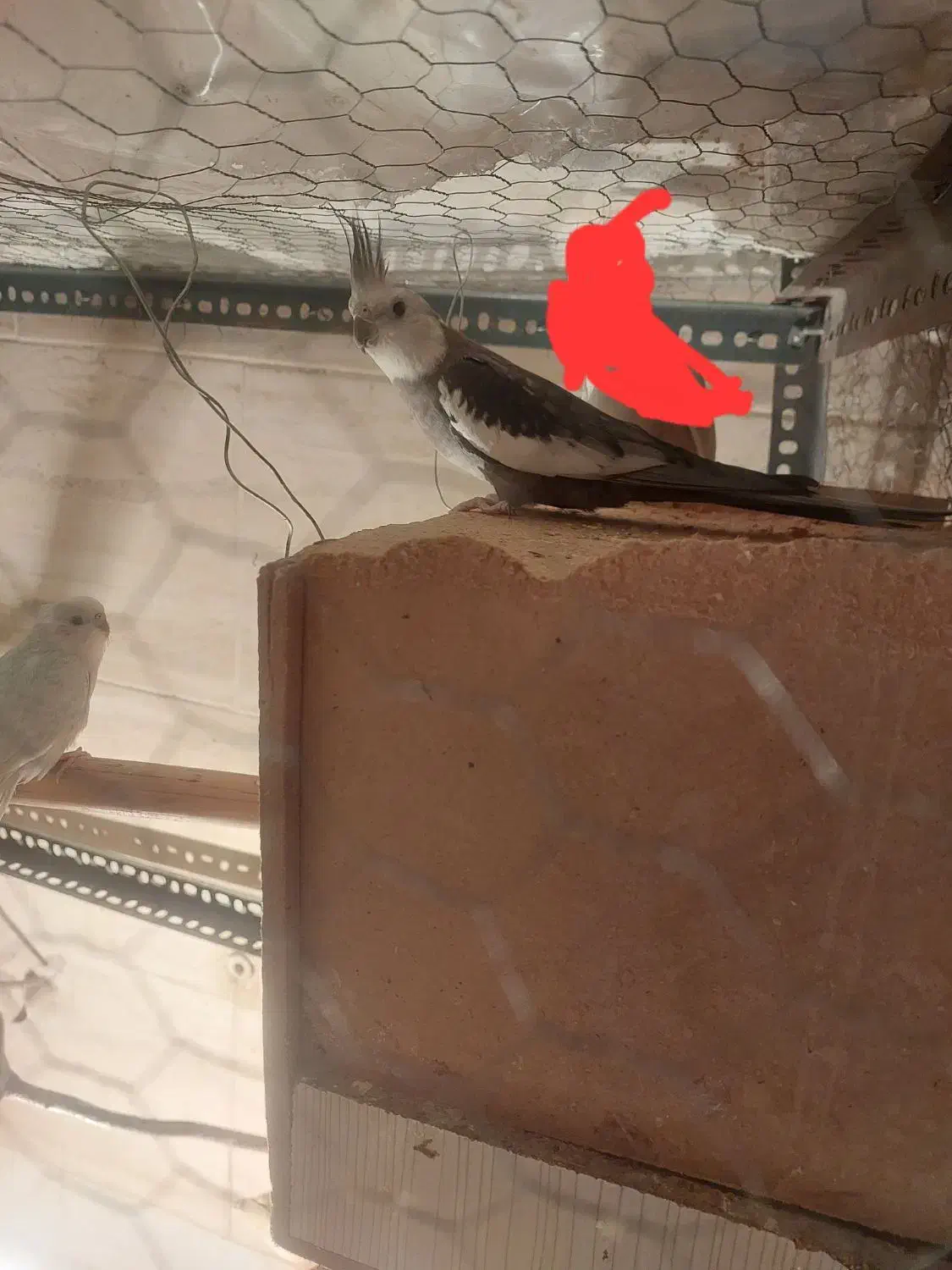 یک جفت عروس هلندی نر وایت فیس مادآلبینو فروش فوری|پرنده|علیآباد کتول, |دیوار