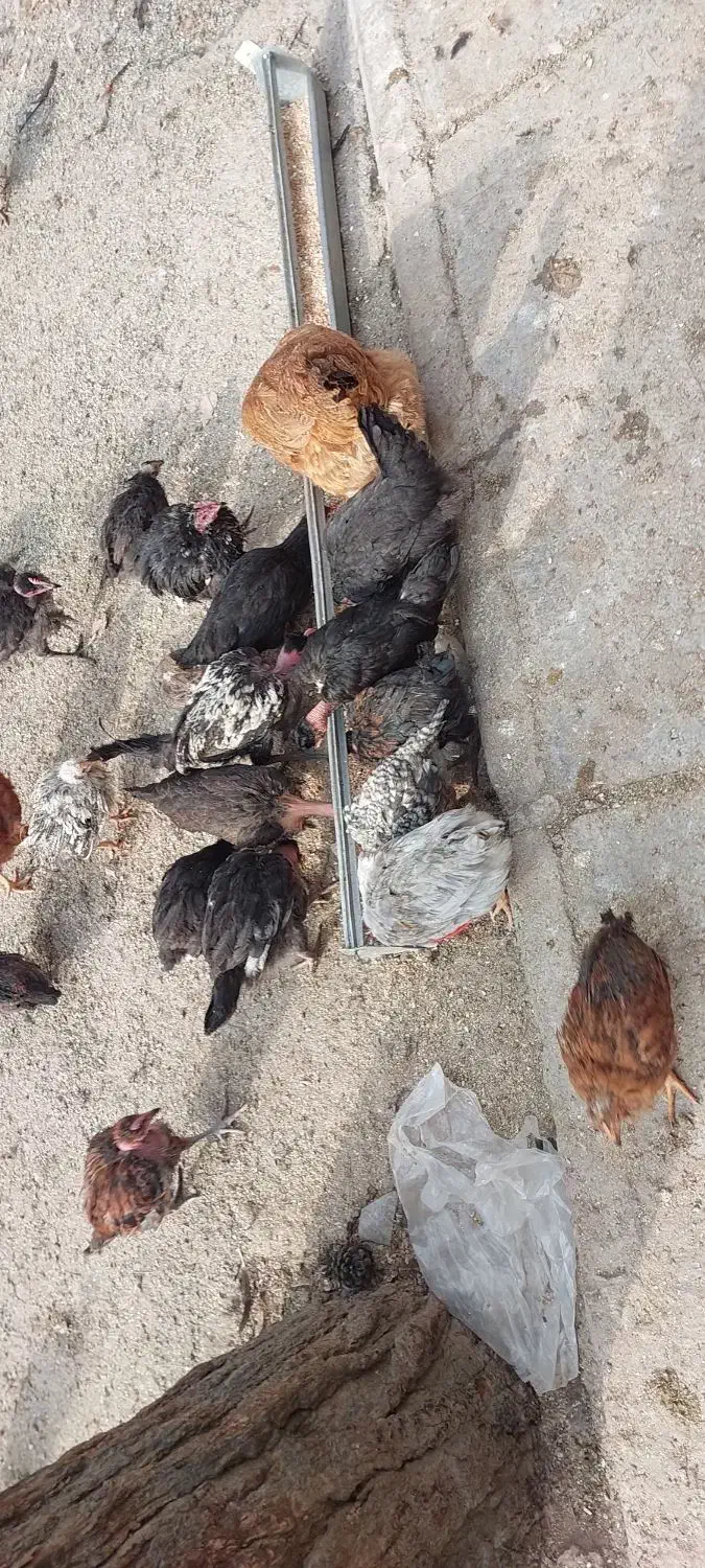 جوجه|حیوانات مزرعه|رباطکریم, رباطکریم|دیوار