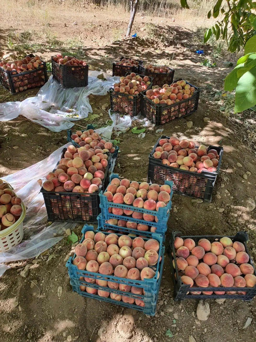 فروش باغ میوه در شهر افوس|فروش زمین و ملک کلنگی|بوئین و میاندشت, |دیوار