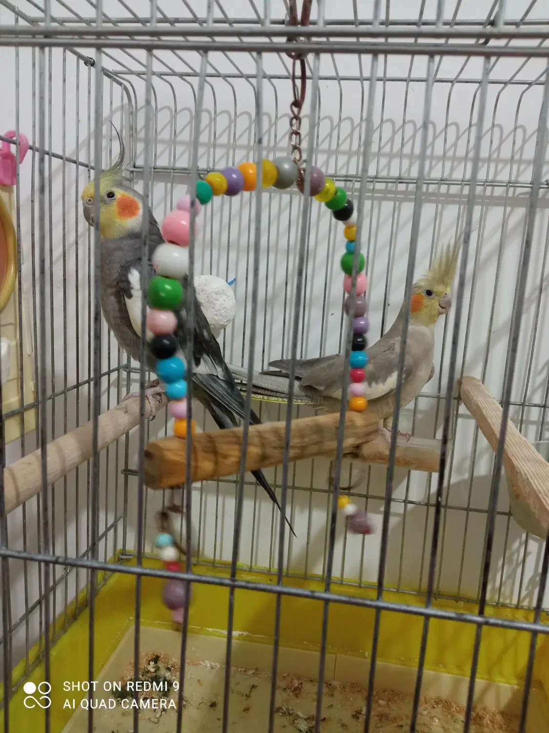 جفت عروس هلندی دستباز و سخنگو|پرنده|سقز, |دیوار