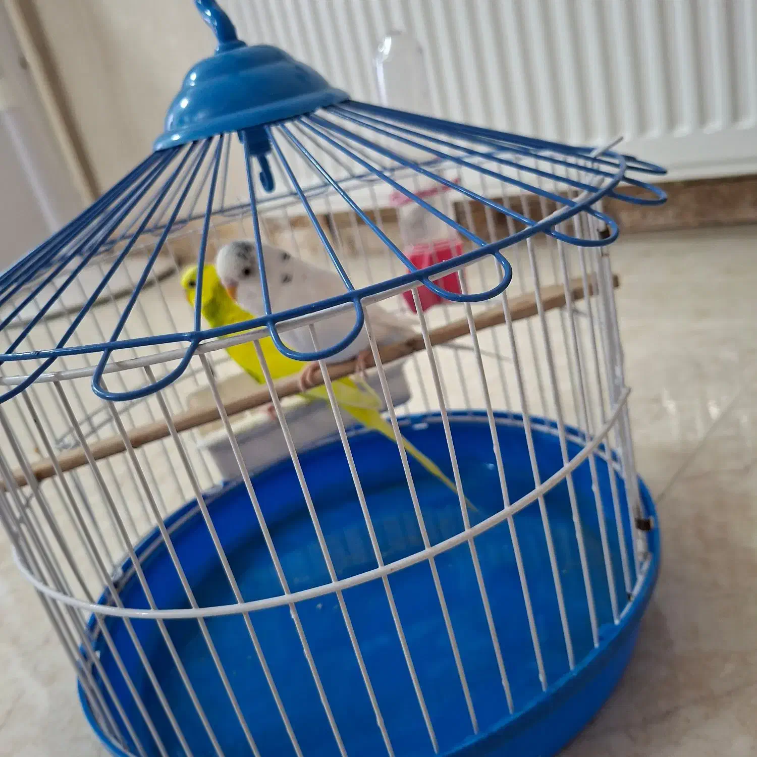 پرنده|پرنده|رباط‌کریم, مسکن مهر آبشناسان|دیوار