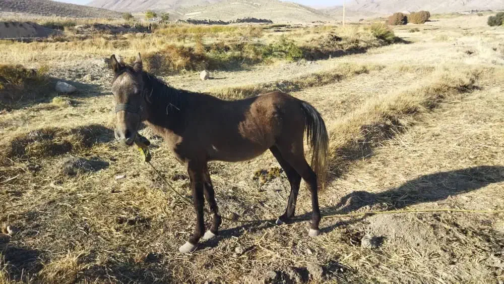 اسب نر|اسب و تجهیزات اسبسواری|صدرا-فارس, فاز ۱|دیوار