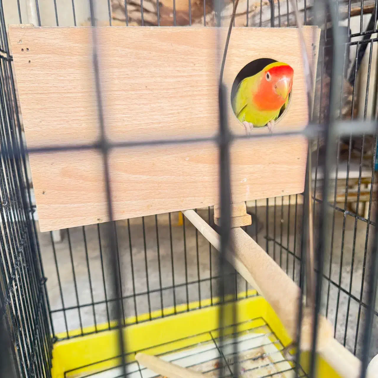 طوطی برزیلی|پرنده|یاسوج, |دیوار