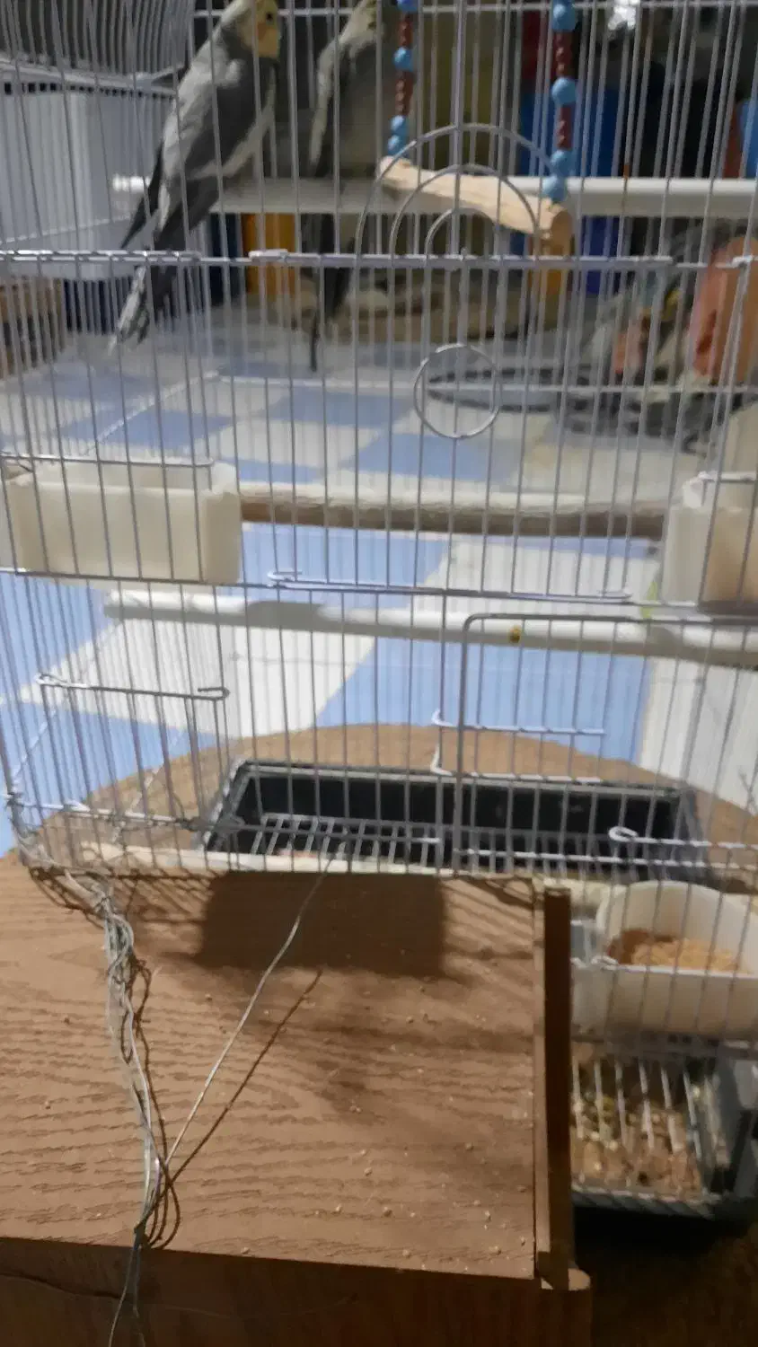 فروش یک جفت عروس هلندی سخنگو|پرنده|زهک, |دیوار