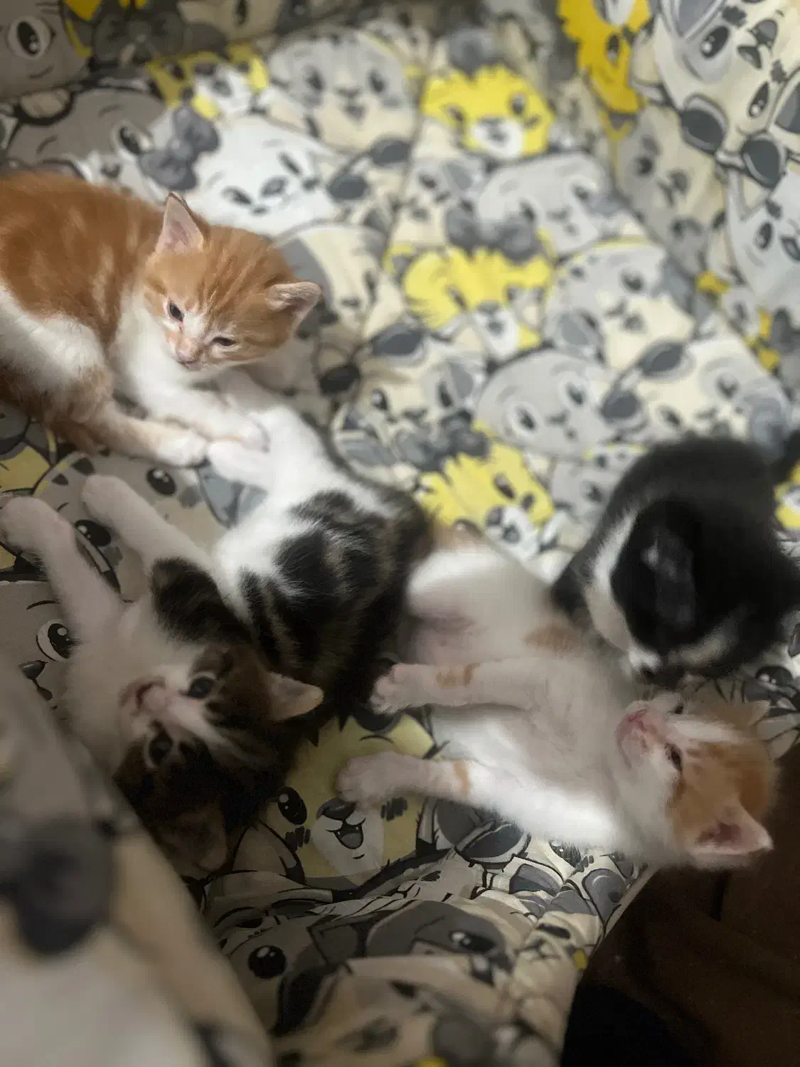 واگذاری بچه گربه دوماه رایگان|گربه|یزد, |دیوار