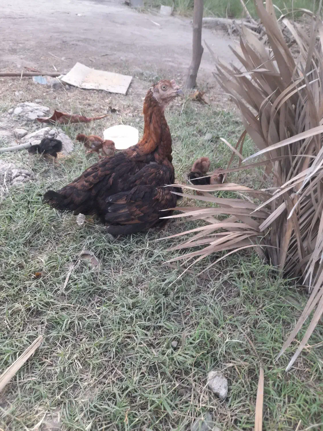 ماده مرغ با ۹جوجه|حیوانات مزرعه|میناب, |دیوار