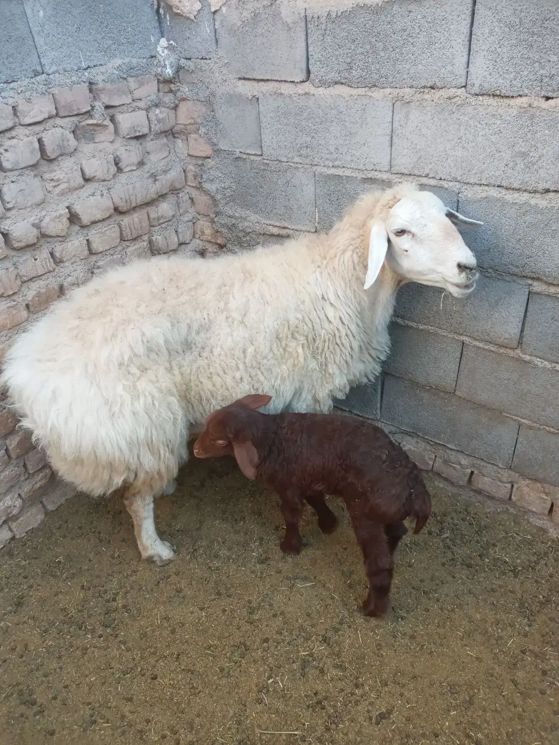 میش با بره|حیوانات مزرعه|اسفراین, |دیوار