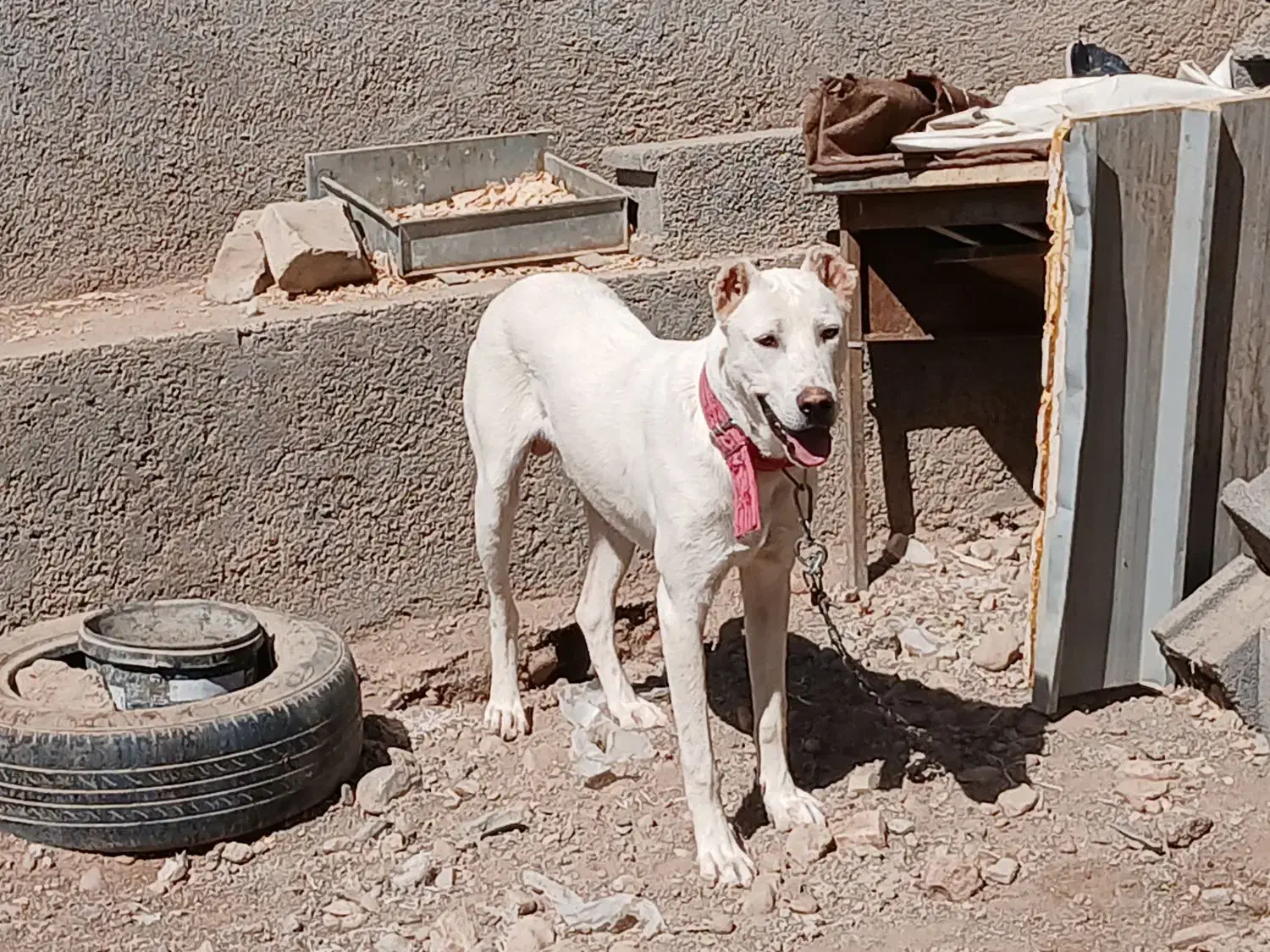 سگ معاوضه با قناری|سگ|نیشابور, فضل|دیوار