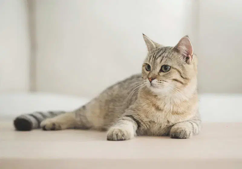 گربه ماده|گربه|نیشابور, شریعتی|دیوار