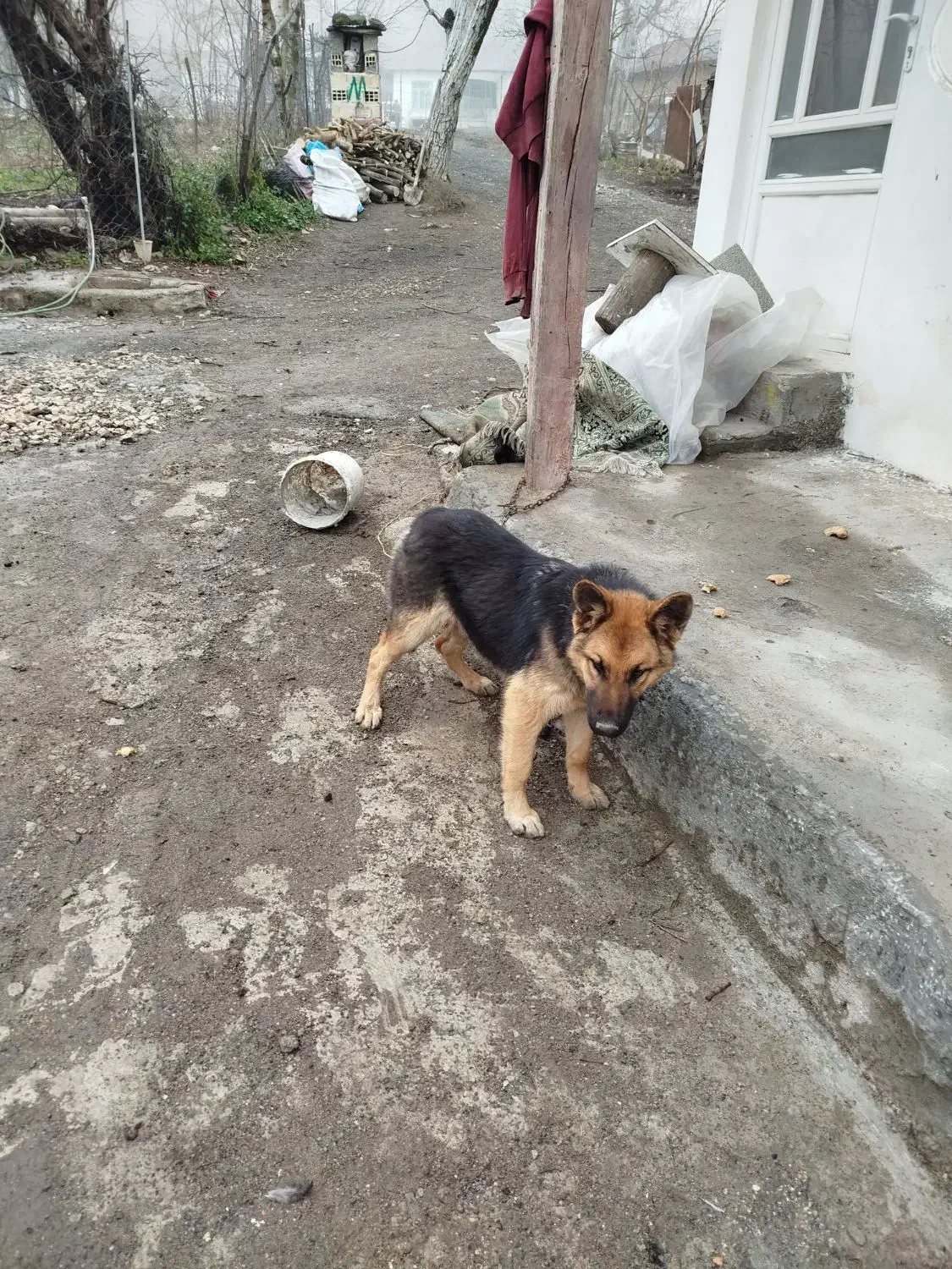 سگ ژرمن ماده اصل وارداتی|سگ|آستارا, |دیوار