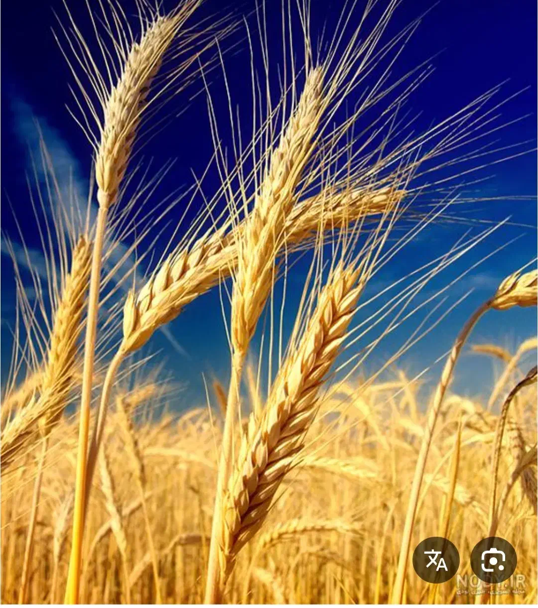 گندم بذری مهرگان|خدمات باغبانی و درختکاری|شوشتر, |دیوار