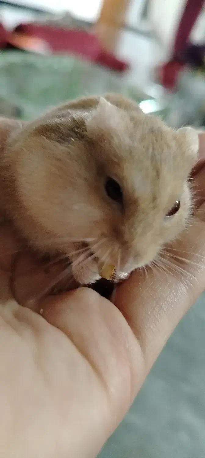 شش عدد همستر (کمپل)|موش و خرگوش|فاضل آباد, |دیوار