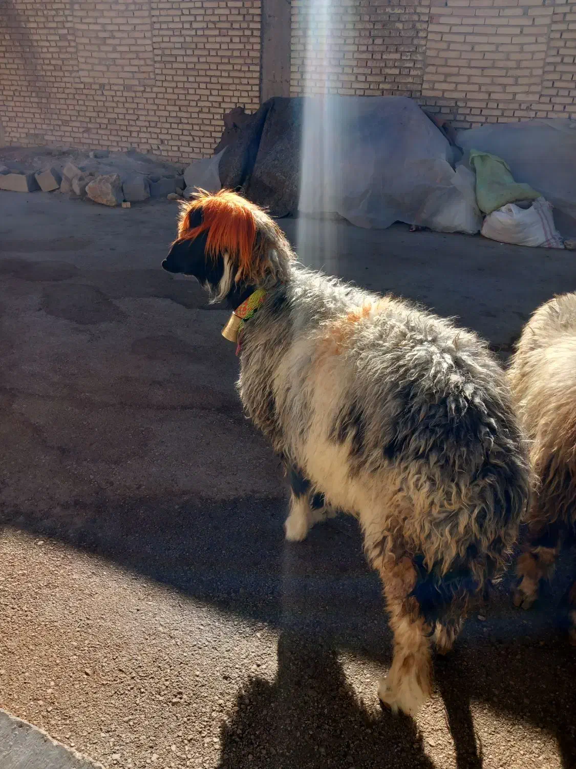 میش بز بره|حیوانات مزرعه|اردل, |دیوار