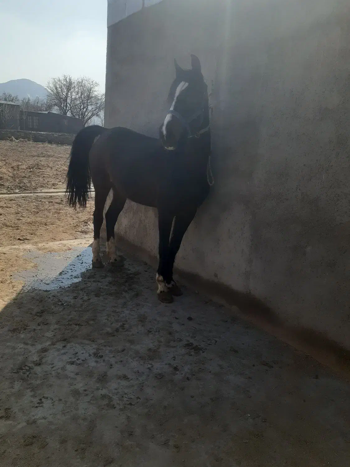 مادیون ۶دنگ همراه کره|اسب و تجهیزات اسبسواری|تفرش, |دیوار