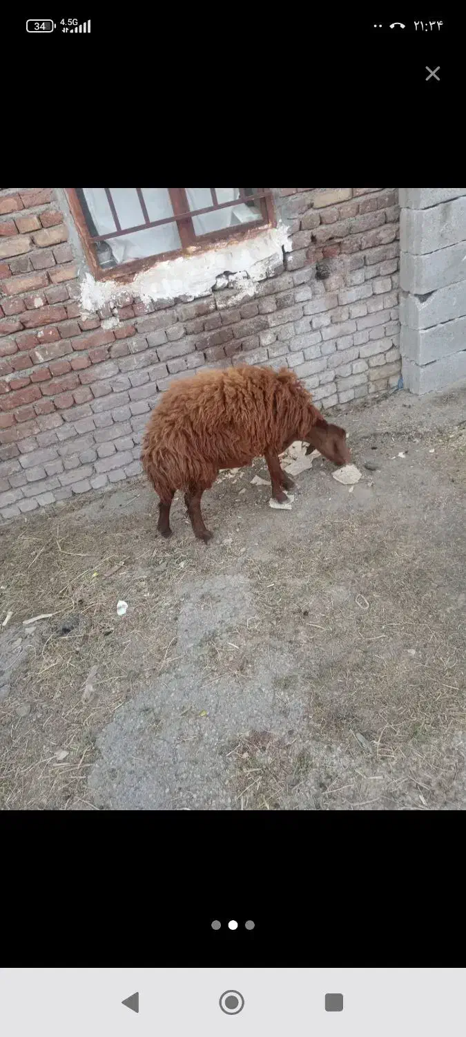 بره نر گوشتی و نذری|حیوانات مزرعه|ارومیه, |دیوار