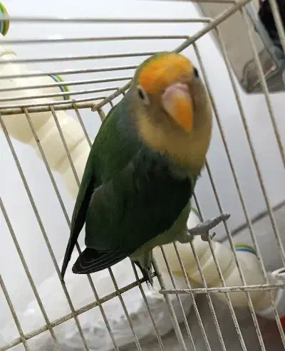 کوتوله برزیلی|پرنده|مشهد, سمزقند|دیوار