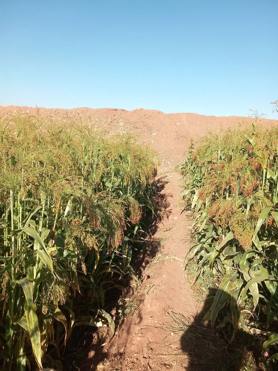 جارو|لوازم نظافت|ویسیان, |دیوار