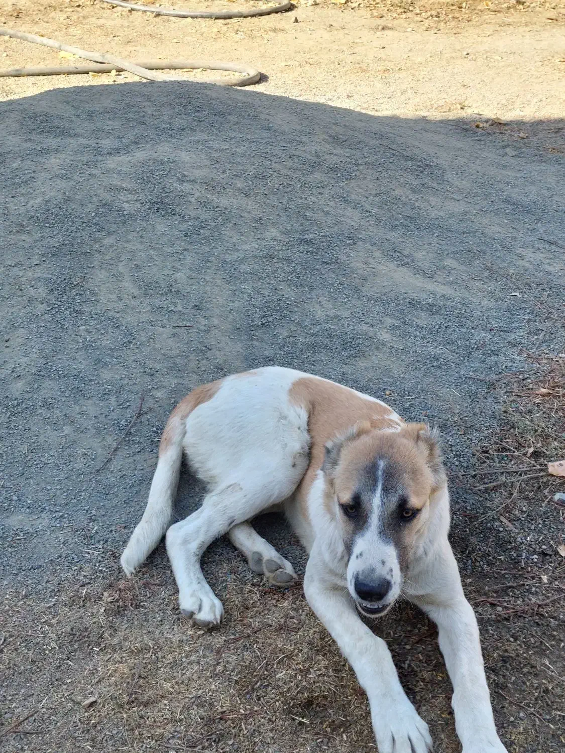 توله سرابی دو رگ نر|سگ|سنندج, |دیوار