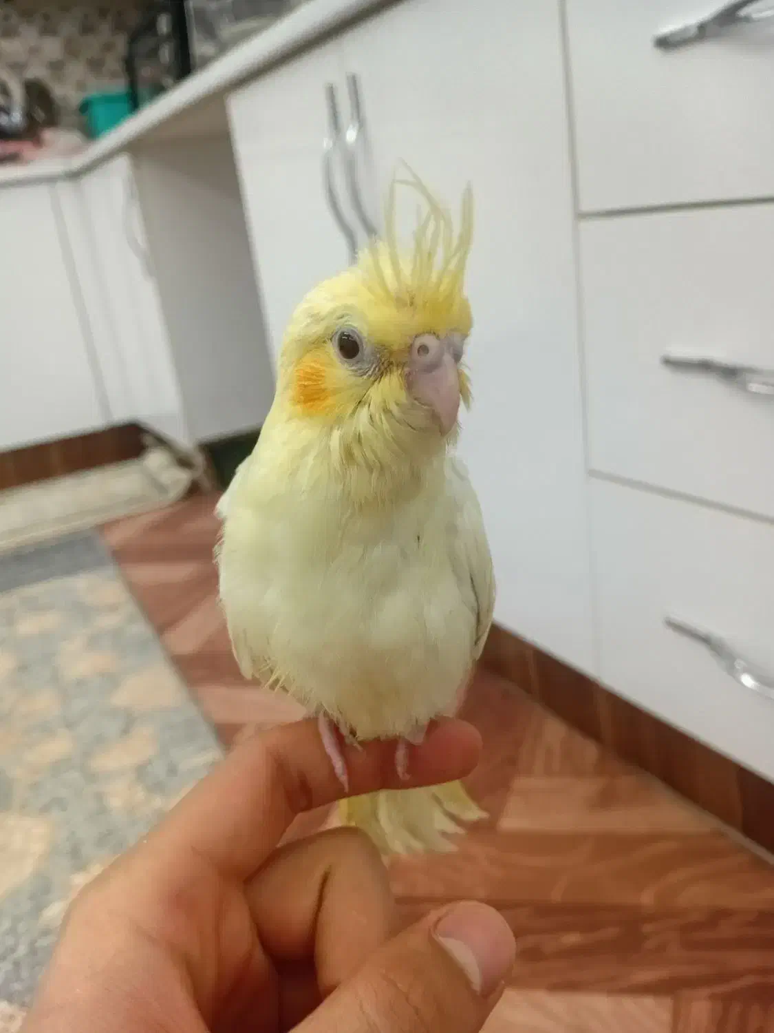 طوطی عروس هلندی نر رام با قفس|پرنده|اردبیل, |دیوار