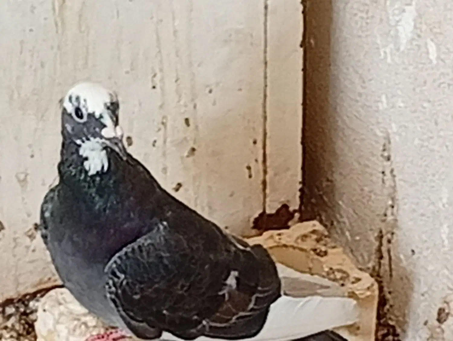 کبوتر خوب|پرنده|خورموج, |دیوار