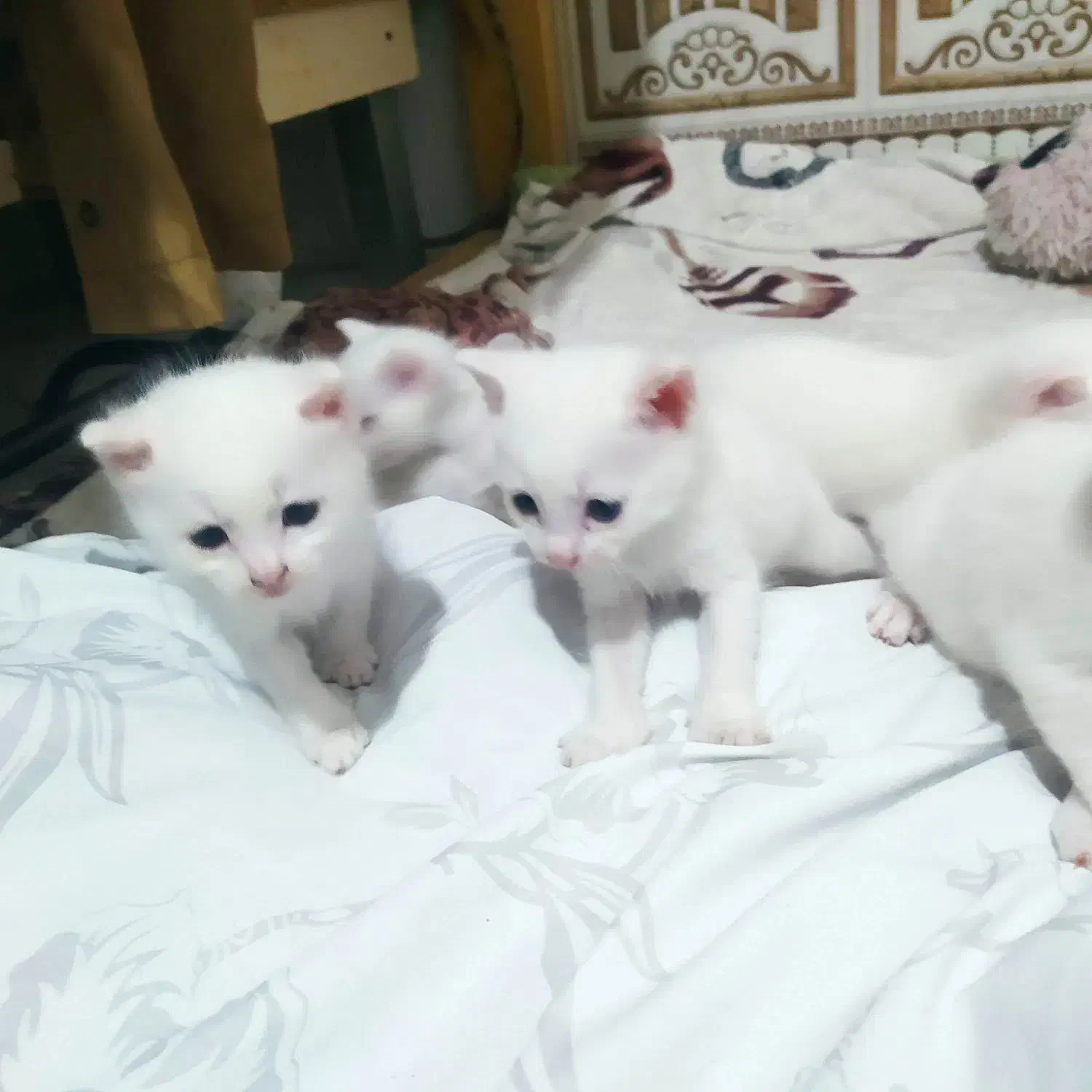 بچه گربه میکس پرشین واسکاتیش|گربه|بابل, |دیوار