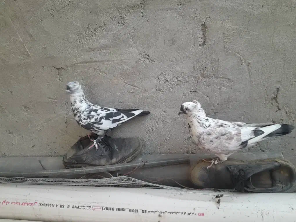 کبوتر دوم چتری ،کبوتر پرشی|پرنده|بابلسر, |دیوار