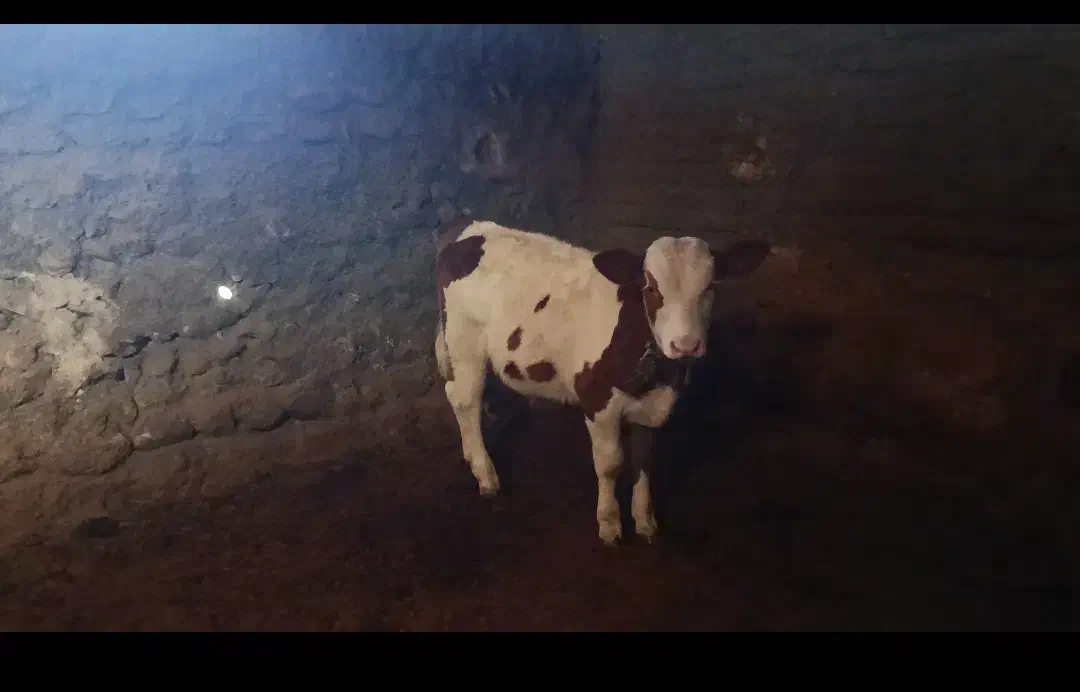 گاو  شیری با گوساله نر سیمیتال|حیوانات مزرعه|بجنورد, |دیوار