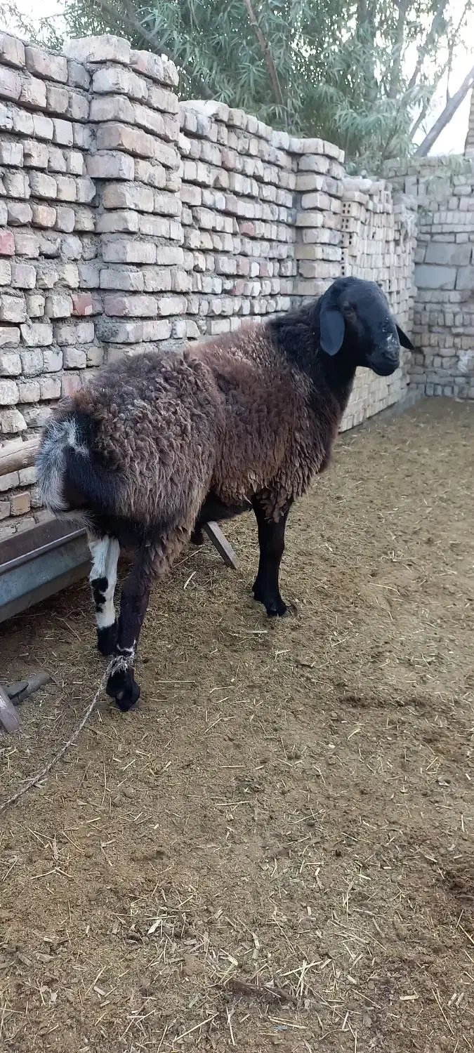 قوچ ۲سال افغانی|حیوانات مزرعه|پیر بکران, |دیوار